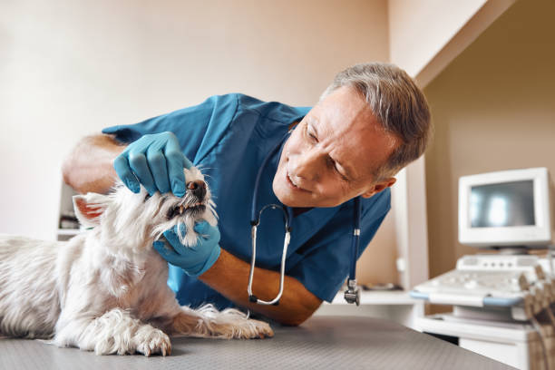 Best Emergency Denture Repair in Dovesville, SC